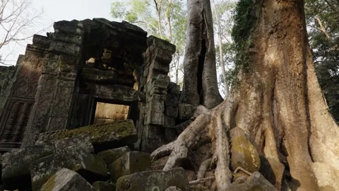 Massive jungle tree roots growing over ancient temple ruins in Angkor Wat Stock Footage 335364363