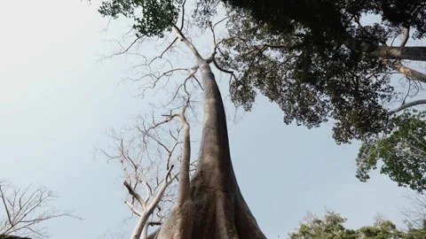 Massive jungle tree roots spreading across ancient temple wall at Angkor Wat Stock Footage 335276269