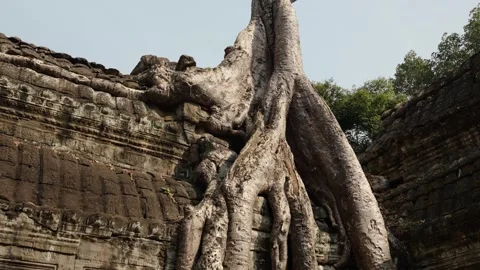 Massive jungle tree roots spreading across ancient temple walls at Ta Prohm Stock Footage 335364410