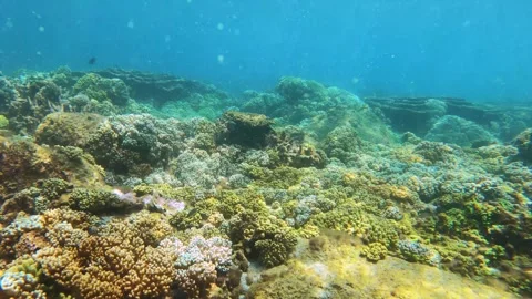 Massive leather finger soft corals in various different colors and hard corals c Stock Footage 242997426