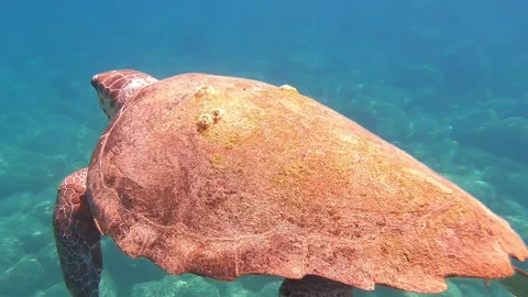 Massive Loggerhead Sea Turtle Underwater | Kefalonia Island, Greece Stock Footage 319716015