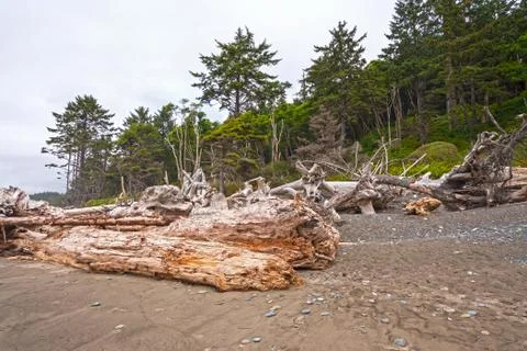 Massive Logs and Windblown Trees on the Coast Stockfoto's