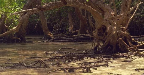 Massive mangrove trees on the beach Costa Rica, tide.  Stock Footage 82439462