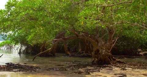 Massive mangrove trees on the beach Costa Rica, tide.  Stock Footage 82439477