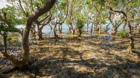 Massive mangrove trees on Philippines, rush and tide timelapse 4k 库存影片 53755671
