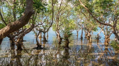 Massive mangrove trees on Philippines, rush and tide timelapse 4k Video stock 53791184