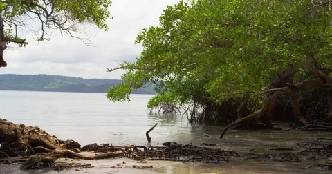 Massive mangrove trees on the tropical beach and  jungle. Red Digital cinema.  Stock Footage 82407241