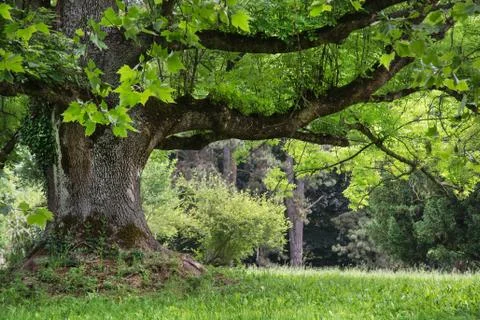 Massive maple tree in the park Stock Photos
