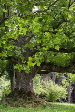 Massive maple tree Stock Photos