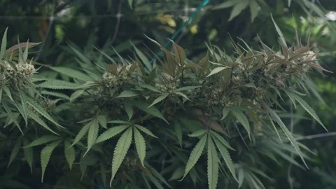 Massive Marijuana Buds On Vine Pan Stock Footage 84300743