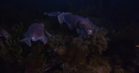 Massive Mating Of Giant Cuttlefish In Australia  Stock Footage 316466709
