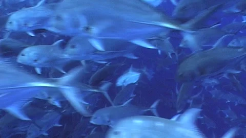 Massive Migration Of Bigeye Trevally, Swims In Deep Water Stock Footage 286781809