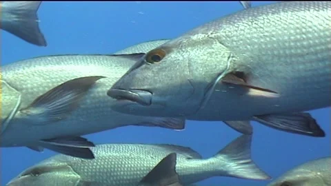Massive Migration Of Twinspot Snapper, Close Up Stock Footage 300521959