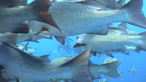 Massive Migration Of Twinspot Snapper With Divers Stock Footage 300521216