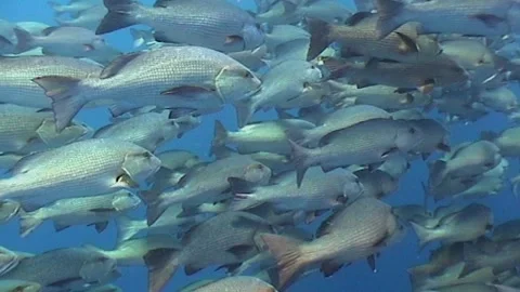 Massive Migration Of Twinspot Snapper, Red Sea Stock Footage 300522072
