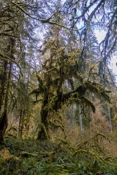 Massive moss covered tree in rain forest Stock Photos