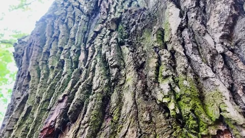 Massive moss-covered tree trunk with deeply ridged weathered bark and bright Stock Footage 346546088