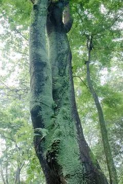 Massive Mossy Tree Trunk in Tropical Forest from Low Angle Stock Photos