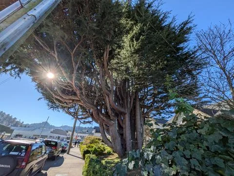Massive multi-trunk tree rising skyward near street Photos
