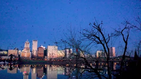 Massive Murder of Crows Flying in Portland Oregon at Sunrise Stock Footage 147227357