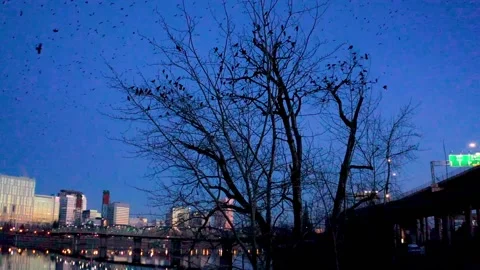 Massive Murder of Crows Flying in Portland Oregon at Sunrise Stock Footage 147227518