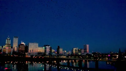 Massive Murder of Crows Flying in Portland Oregon at Sunrise Stock Footage 147227685