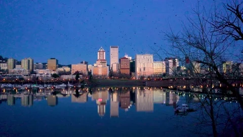 Massive Murder of Crows Flying in Portland Oregon at Sunrise Stock Footage 147228044