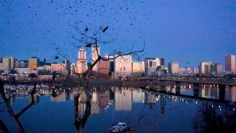 Massive Murder of Crows Flying in Portland Oregon at Sunrise Stock Footage 147229865