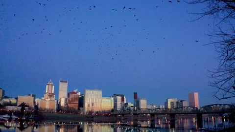 Massive Murder of Crows Flying in Portland Oregon at Sunrise Vidéo 147230191