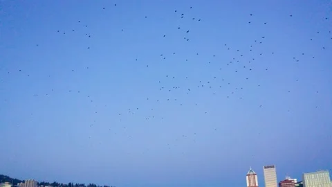 Massive Murder of Crows Flying in Portland Oregon at Sunrise Stock Footage 147231261