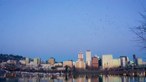 Massive Murder of Crows Flying in Portland Oregon at Sunrise Stock Footage 147232065