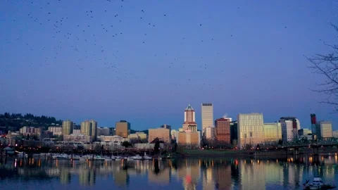 Massive Murder of Crows Flying in Portland Oregon at Sunrise Stock Footage 147232276