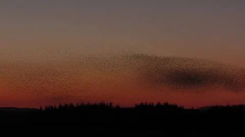 Massive murmuration of starlings against the evening sky in Cumbria UK. Vídeos de archivo 95558464