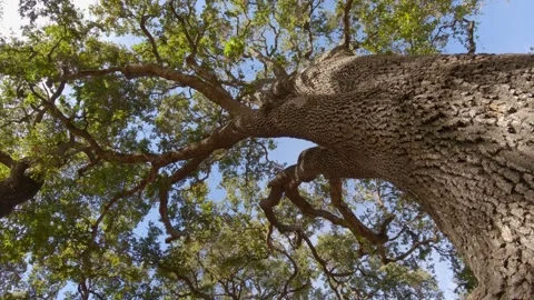 Massive oak tree trunk Stock Footage 289573570