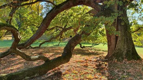 Massive old oak tree with branches bent to the ground. Stock Photos