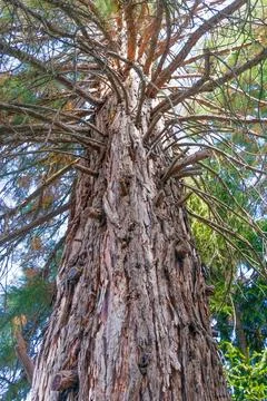 Massive old sequoia tree trunk with textured bark and sprawling branches re.. Stock Photos