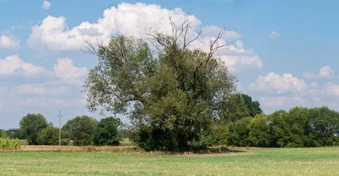 Massive old tree standing among fields against forest and sky Фото