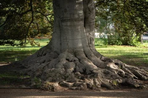Massive old tree trunk with powerful roots in summer park forest background Stock Photos