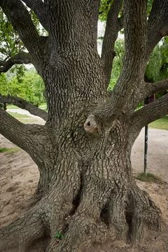 Massive Old Tree Trunk with Textured Bark and Branches Stock-Fotos
