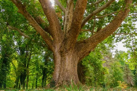 Massive old tree with wide trunk and spreading branches forming a natural c.. Foto stock