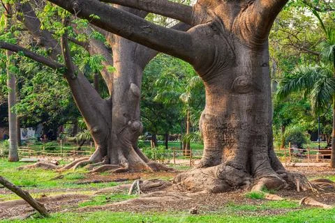 Massive old trees with wide trunks and exposed roots Fotos de archivo