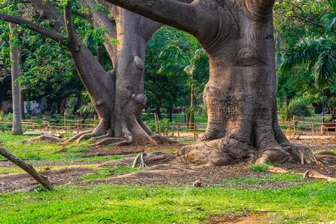 Massive old trees with wide trunks and exposed roots Фото