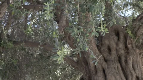 Massive olive tree with sunlit branches and heavy olive foliage symbolizes life Stock Footage 321817053
