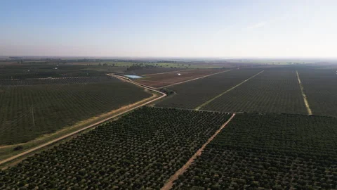 Massive orange tree plantation in Spain, aerial drone view Stock Footage 302780224