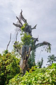 Massive overgrown holy dead tree on the island Bubaque, Bijagos archipelago 写真素材