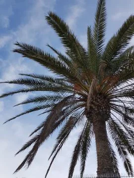 Massive palm tree Foto stock