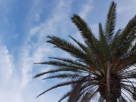 Massive palm tree Stock Photos