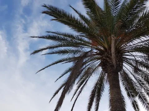 Massive palm tree Stock Photos