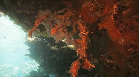 Massive piece of soft coral inside the cave Stock Footage 22643175