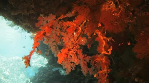 Massive piece of soft coral inside the cave 動画素材 22643177